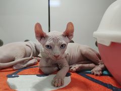 -糯米喵星人·撸猫猫舍咖啡馆(西市场嘉华店)