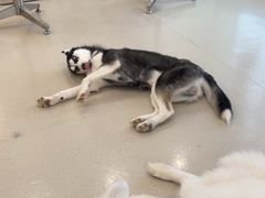 -共舞时光猫咖·狗咖(新街口店)