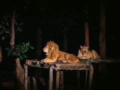 -清迈夜间动物园