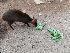 -昆明动物园