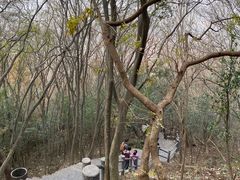 -紫金山山顶公园