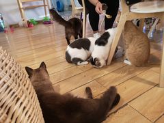 -Cappucimeow猫咪咖啡馆(韦伯时代店)