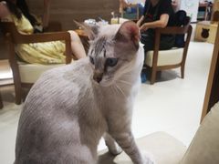 -藏猫猫咖啡主题馆(中央大道店)