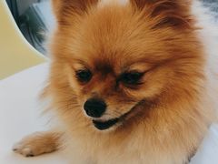 -怪兽屋·羊驼·猫咖·狗咖(俊华广场店)