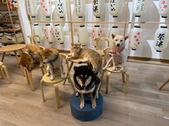 -柴迷FANS CLUB·柴犬狗咖·猫咖