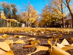 -三里屯东五街银杏大道