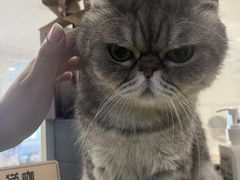 -楼上猫咖(罗湖店)