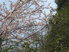 -上海市第一人民医院(松江南部)