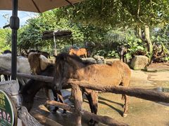 -海南热带野生动植物园