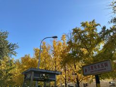 -三里屯东五街银杏大道