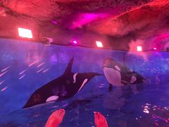 -青岛东方影都融创水世界