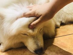 -more than meow吴止猫主题餐厅(承德 中船汇店)