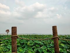 -七的湖·晚芳亭·阳澄湖农家菜·大闸蟹(莲花岛店)