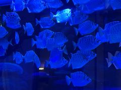 -上和臻品中国菜(花园街店)