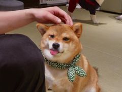 -逗柴咖啡屋·狗咖猫咖宠物桌游