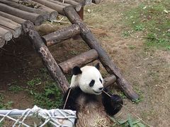 -栾川竹海野生动物园