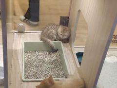 -屋虎猫馆(宝安大仟里店)