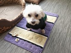 -欧奕国际动物医院