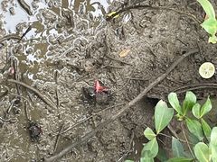 -东寨港红树林旅游区