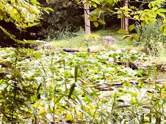 -北海道厅旧本厅舍(旧本庁舎)