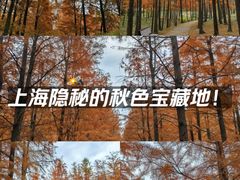 -上海海湾国家森林公园