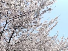-顾村公园