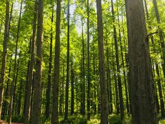 -黄海国家森林公园