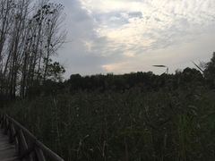 -微山湖红荷湿地景区