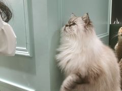 -安格丽娜·狗咖·猫咖羊驼咖(春熙路百盛商场店)