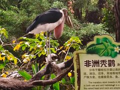 -广州长隆飞鸟乐园