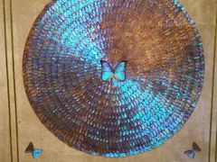 -上海昆虫博物馆