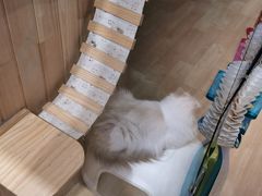 -藏猫猫咖啡主题馆(中央大道店)