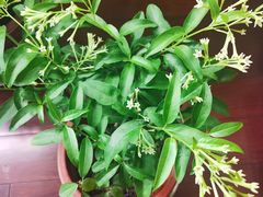 -双季花艺园艺市场(浦东店)