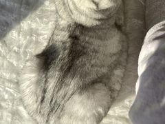 -小伙伴宠物医院•急重症转诊中心·老年专科·犬猫全科(北大街总院)