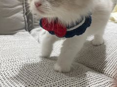 -东方名猫馆·英短金渐层布偶猫舍(环线广场1号楼店)