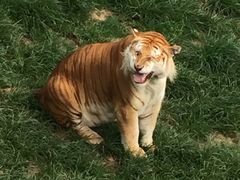 -西霞口神雕山野生动物世界