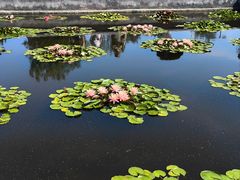 -莲花池公园