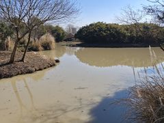 -中国扬子鳄村