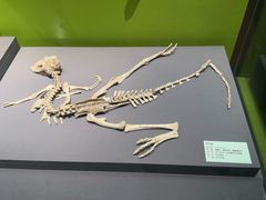-天津自然博物馆