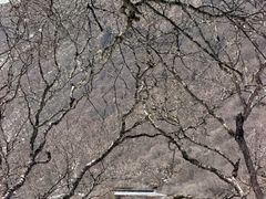 -黄龙山原始森林景区
