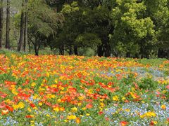 -上海共青森林公园