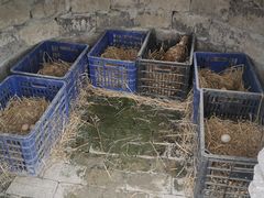 -樂桃源奉贤黄桃种植采摘基地