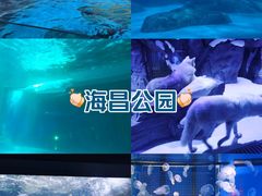 -上海海昌海洋公园