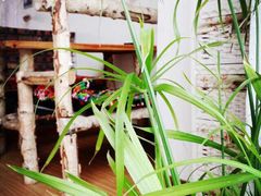 -城池·洛阳菜