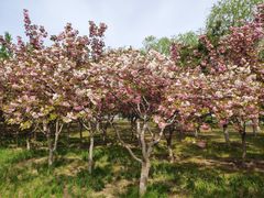 -大兴滨河森林公园