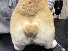 -PETKIT小佩宠物(昭化店)