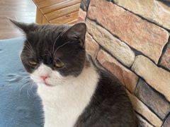 -猫的茶·猫咖