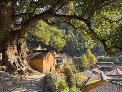 -杨家堂村