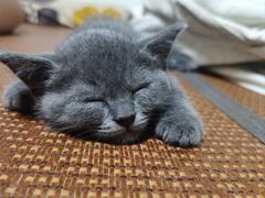 -pd派德宠物中心医院24H急重症·眼科中心·血液透析中心(嵩山北路店)