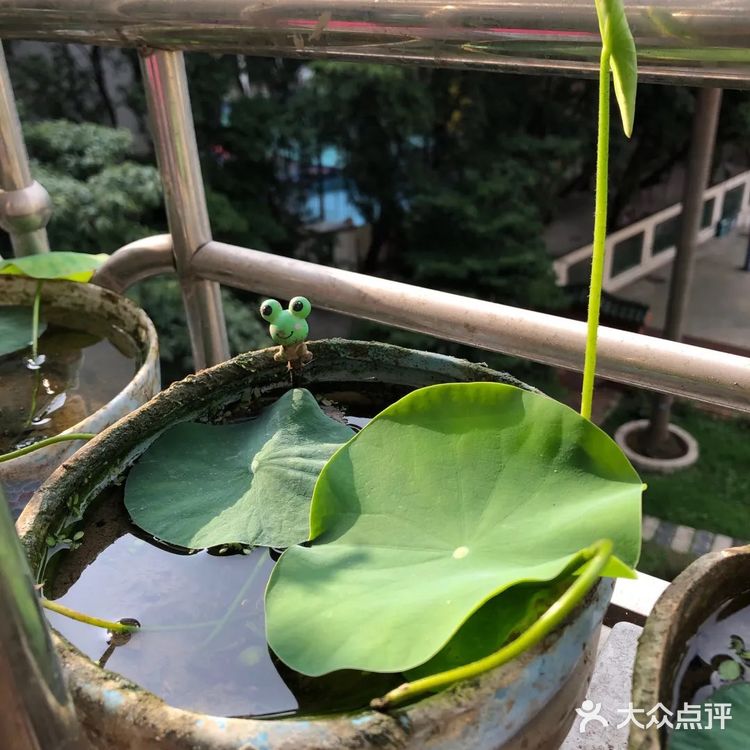 碗莲的简易种植